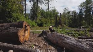 How Our Tree Care Process Works  in  Passapatanzy, VA