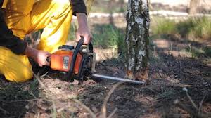 Best Root Management and Removal  in Passapatanzy, VA