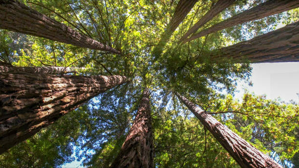 Best Tree Preservation Services  in Passapatanzy, VA
