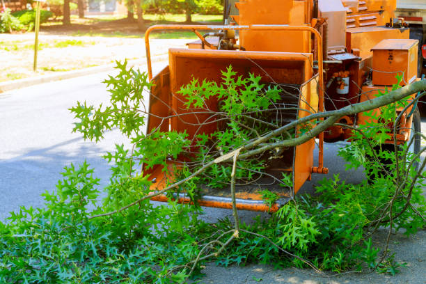 Best Tree Trimming and Pruning  in Passapatanzy, VA