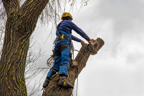 Trusted Passapatanzy, VA Tree Services Experts