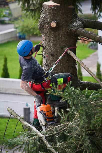 Best Lawn Renovation and Restoration  in Passapatanzy, VA