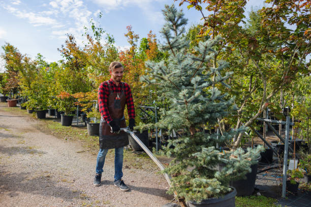 Best Tree Removal  in Passapatanzy, VA