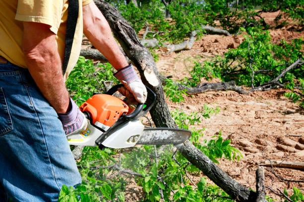 Best Tree Health Inspection  in Passapatanzy, VA